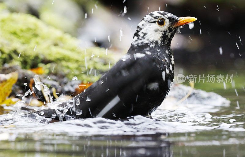 黑鸟(Turdus merula)男性与白化洗澡